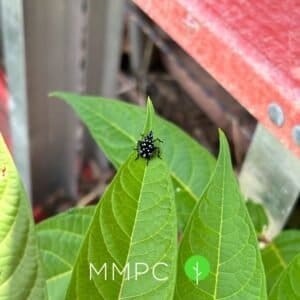 SLF nymph on leaf