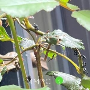 SLF nymphs on plant