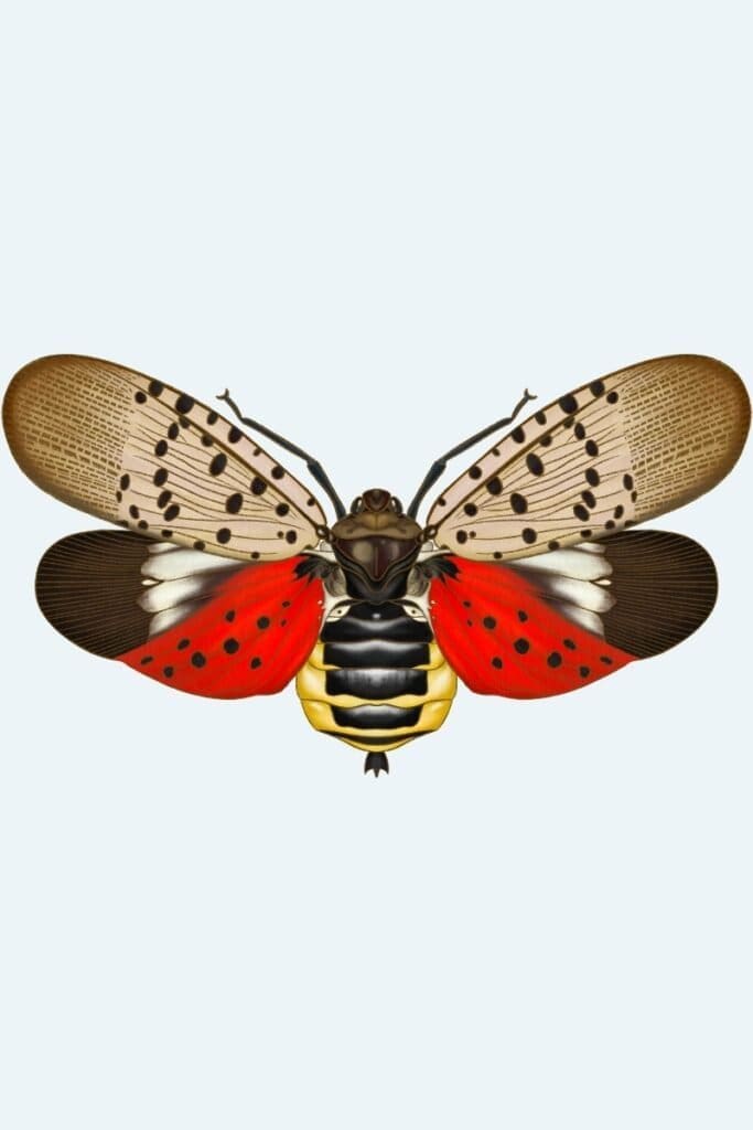 Spotted Lanternfly