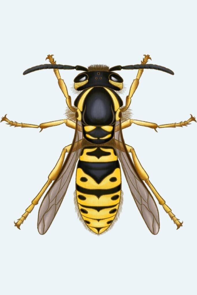 Wasp Identification & Control