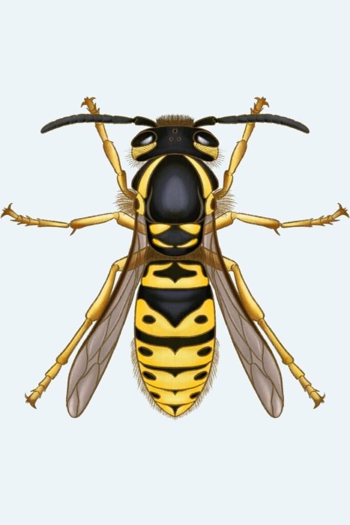 Wasp Identification & Control