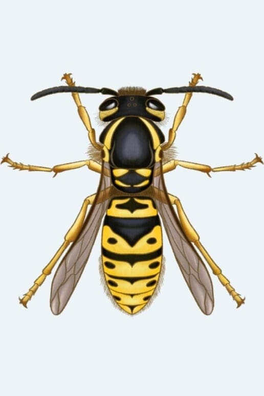 Wasp Identification & Control - MMPC Pest Library