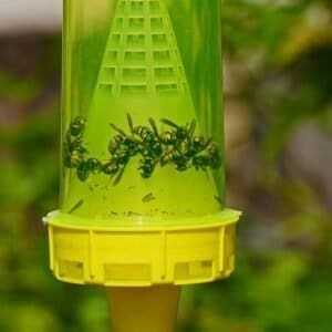 Wasp trap