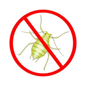 aphid control services