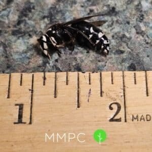 bald faced hornet