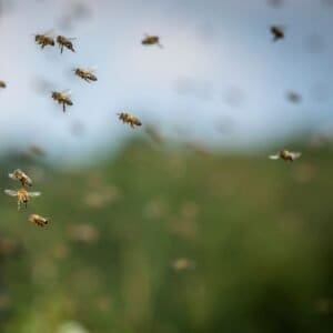 bee swarm