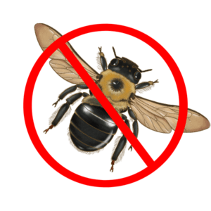 carpenter bee control