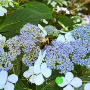 carpenter bee side view