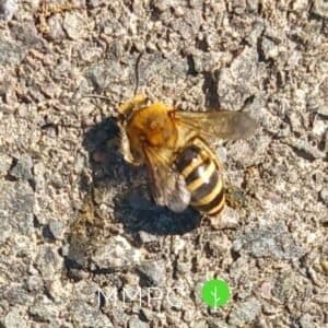 honey bee close up