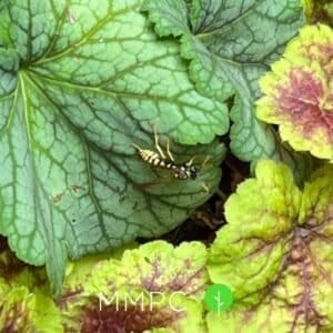 paper wasp on foliage