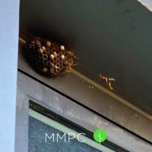 paper wasp flying next to nest