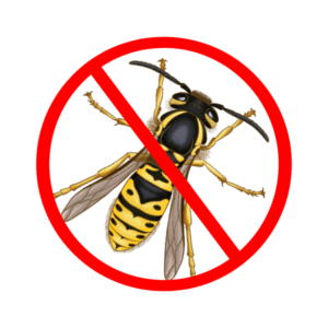 wasp control