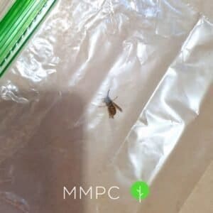 yellow jacket in sandwich bag