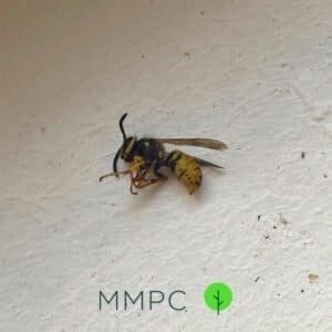 yellow jacket wasp