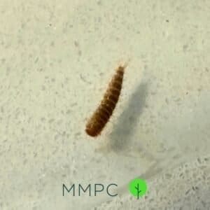 Attagenus unicolor larva