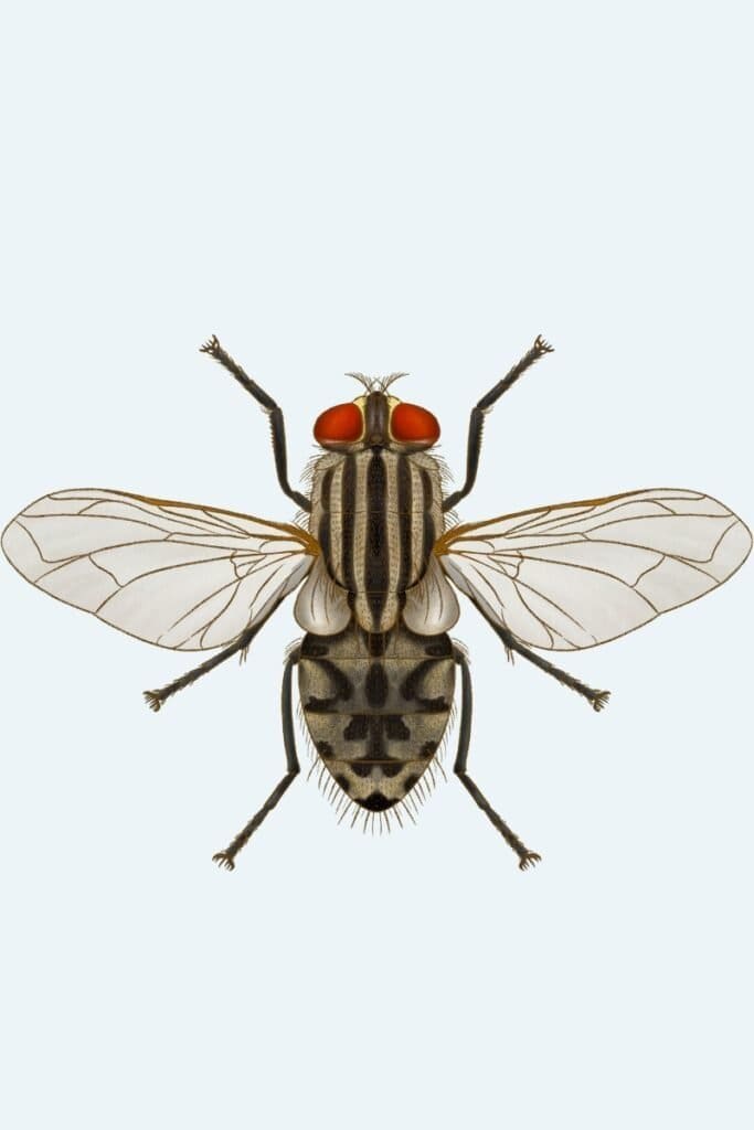 Household Flies