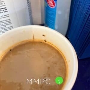 fruit flies in coffee cup