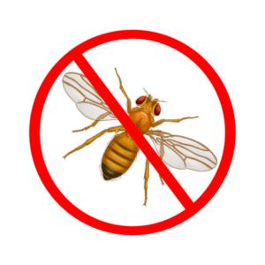 fruit fly control