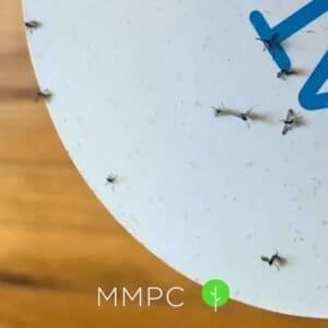 fungus gnats on glue trap