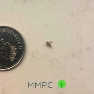 phorid fly next to coin