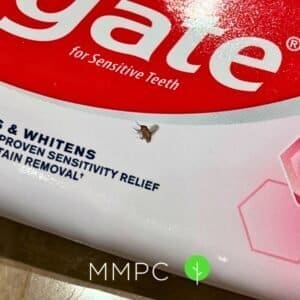 phorid fly on toothpaste