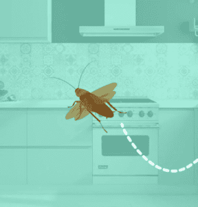 cockroach flight
