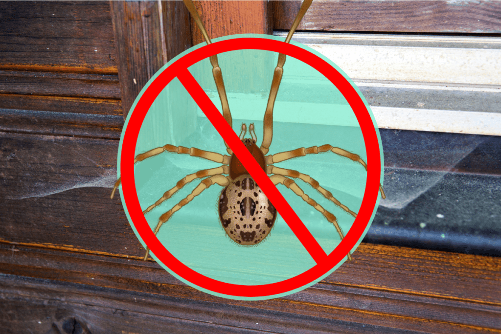 How to get rid of spiders