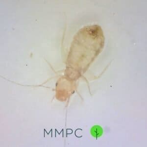 booklouse close up