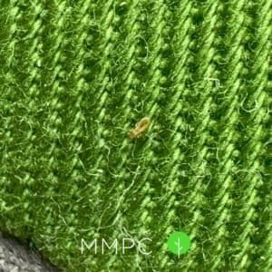 booklouse on fabric