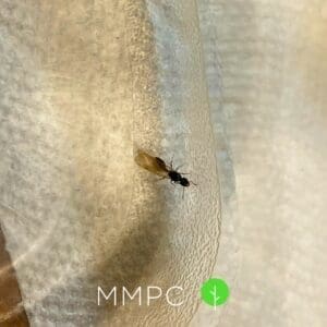 black carpenter swarmer