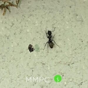 two black carpenter ants