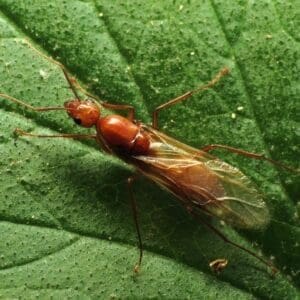 a chestnut carpenter swarmer