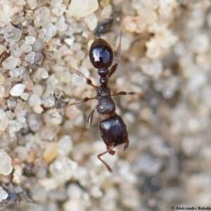 A single pavement ant
