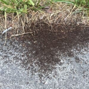Two colonies of pavement ants fighting for territory on a sidewalk