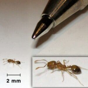 Pharaoh ant size