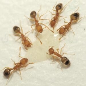 a group of pharaoh ants; close up