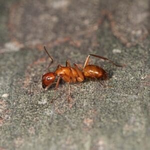 chestnut carpenter ant