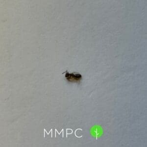 a single odorous ant