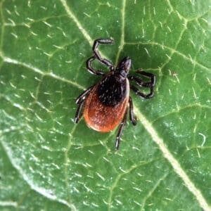 Deer tick close-up