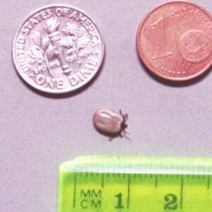 engorged deer tick