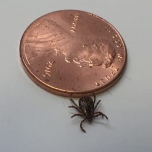Adult dog tick's size