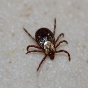 American dog tick female