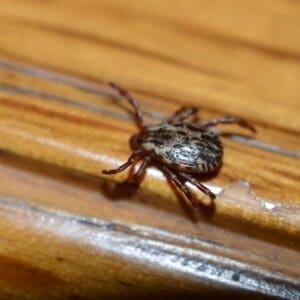 American dog tick male