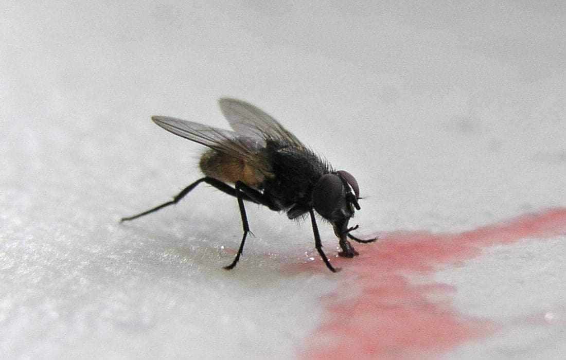 House-fly