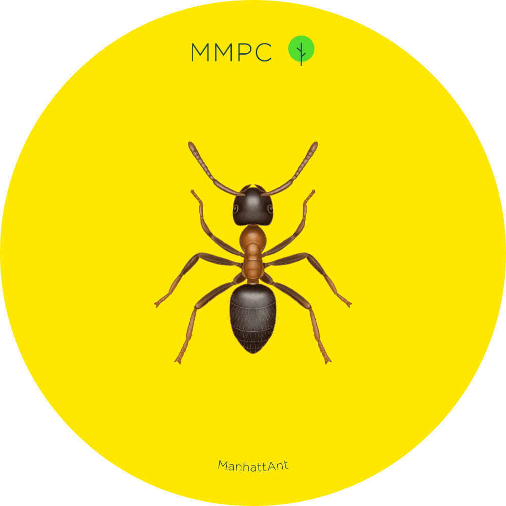 ManhattAnt