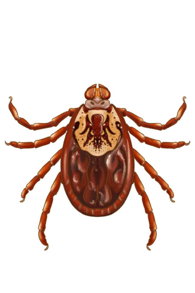 Ticks Identification & Control