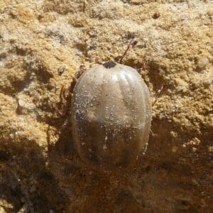 engorged brown dog tick