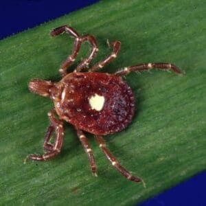 female lone star tick