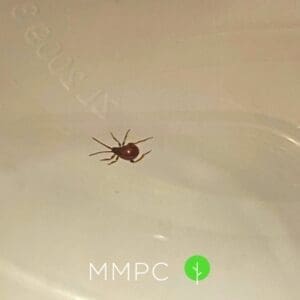 Shiny spider beetle 2