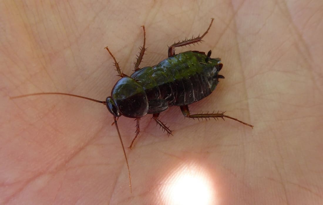 Oriental cockroach (waterbug)